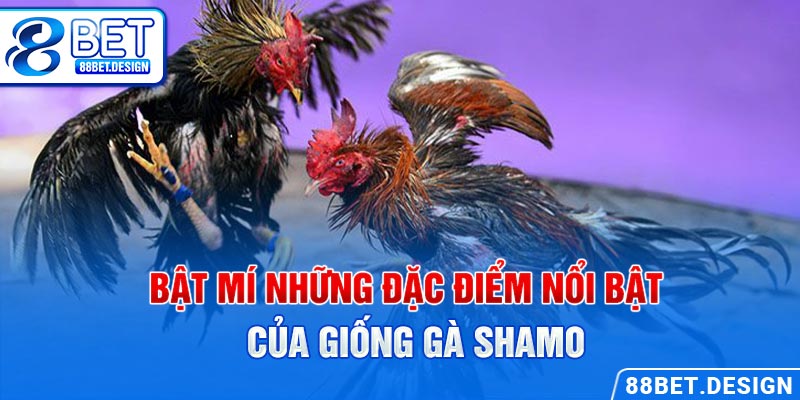 Bật mí những đặc điểm nổi bật của giống gà Shamo