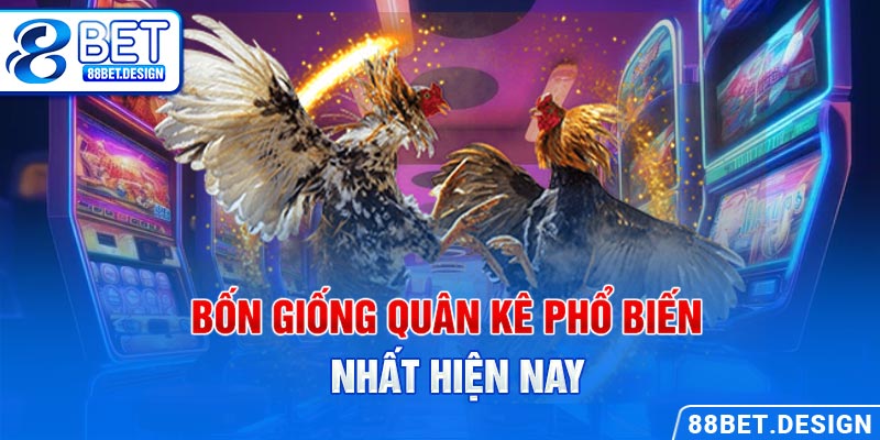 Bốn giống Quân kê phổ biến nhất hiện nay