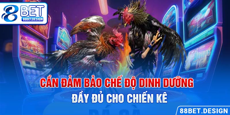 Cần đảm bảo chế độ dinh dưỡng đầy đủ cho chiến kê