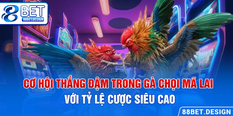 Cơ hội thắng đậm trong gà chọi Mã Lai với tỷ lệ cược siêu cao