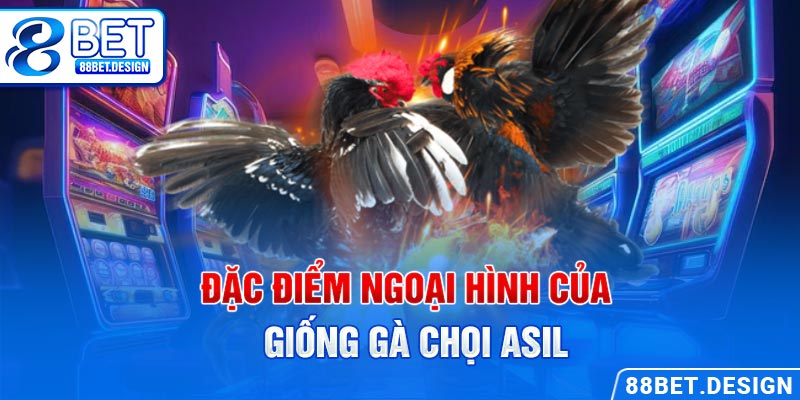 Đặc điểm ngoại hình của giống gà chọi Asil