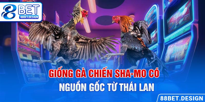 Giống gà chiến Sha-mo có nguồn gốc từ Thái Lan