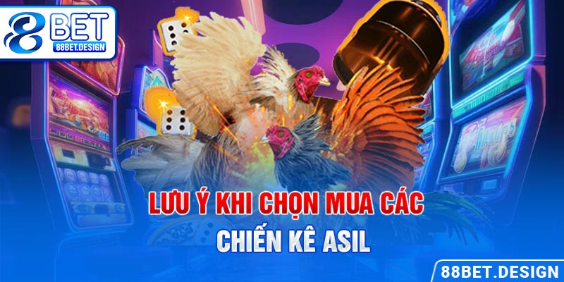 Lưu ý khi chọn mua các chiến kê Asil