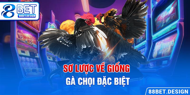 Sơ lược về giống gà chọi đặc biệt