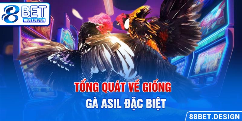 Tổng quát về giống gà Asil đặc biệt