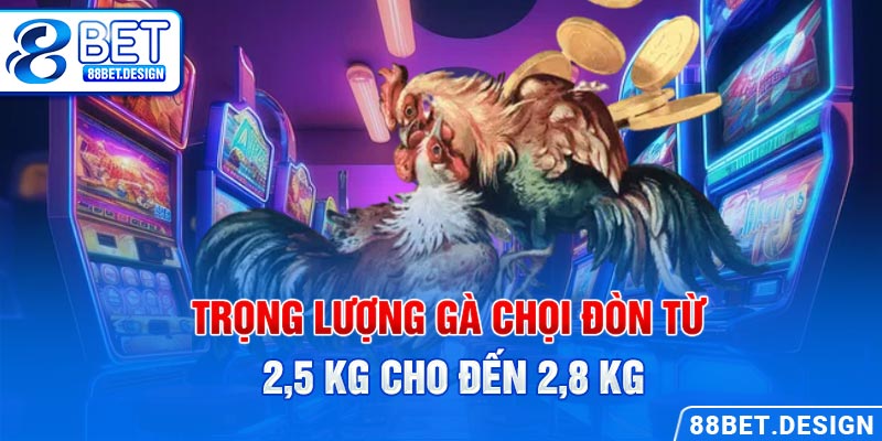 Trọng lượng gà chọi đòn từ 2,5 kg cho đến 2,8 kg